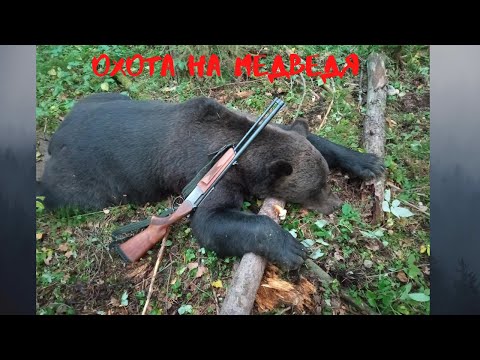 Видео: Охота на  крупного медведя