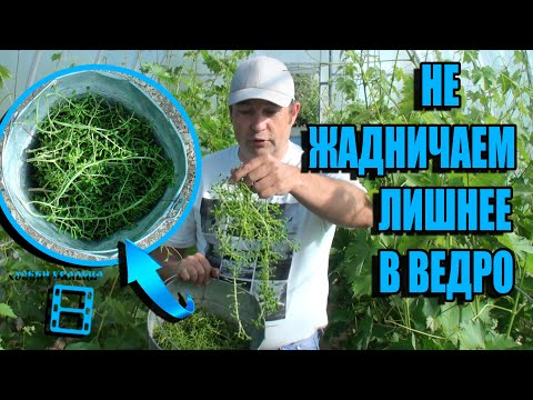 Видео: СКОЛЬКО ГРОЗДЕЙ ОСТАВЛЯТЬ НА ВИНОГРАДЕ - ЗОЛОТАЯ СЕРЕДИНА. ВИНОГРАД В ТЕПЛИЦЕ