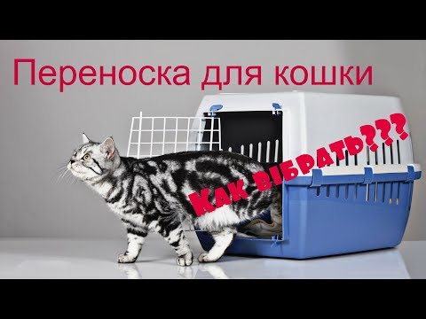 Видео: Как выбрать переноску для кошки??? Советы, идеи - какую лучше выбрать?