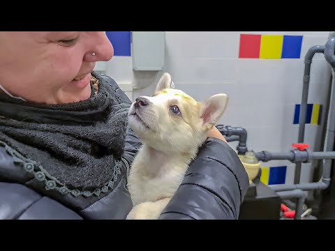 Видео: Этот фильм должен смотреть каждый История слепого щенка Лучика трогает до слез