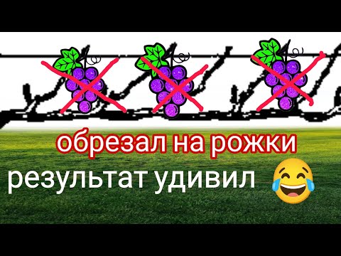 Видео: Обрезка винограда на рожки,- залог успеха!!?))) Гурман ранний, результат #обрезка#урожай#весна2024#