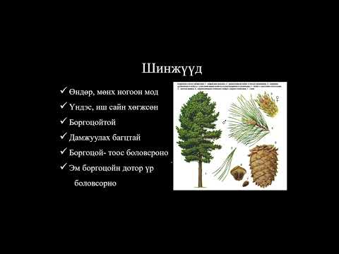Видео: Биологийн хичээл №5 Ургамлын аймаг