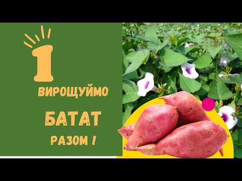 Видео: Як я вирощую батат. Ч.1. Початок історії. Сорти. Розсада.