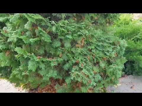 Видео: Дом в цветах// Мой сад . Конец октября.