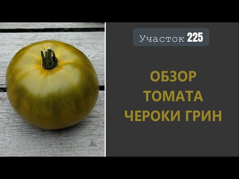 Видео: Томат Чероки грин. Бронзовый деликатес!