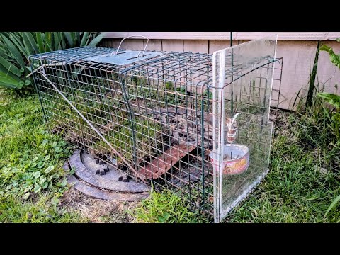 Видео: Как поймать кошку? (Два изощрённых способа).