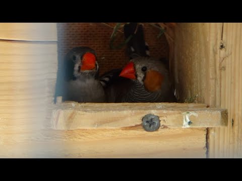 Видео: Возвращение сбежавшего АМАДИНА.