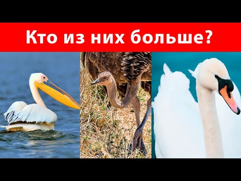 Видео: 10 Самых больших птиц в мире / Самые большие птицы на планете !