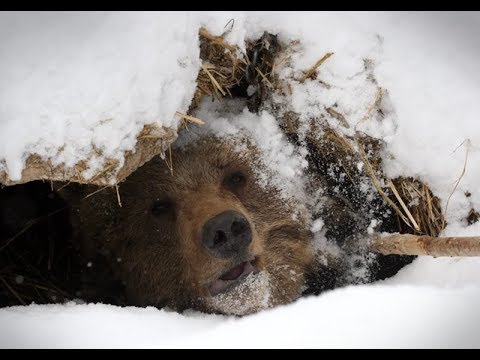Видео: Опасная охота на медведя в берлоге , жесть