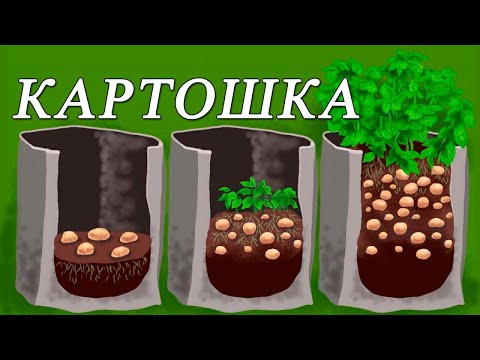 Видео: КАРТОШКА в МЕШКЕ супер МЕТОД выращивания КАРТОШКИ. УРОЖАЙ.