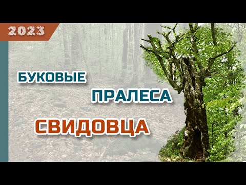 Видео: Буковые пралеса Свидовца 🌳🌳🌳