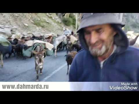 Видео: Гиссарские овцы и саги дахмарда Ходжи Наима на перегоне