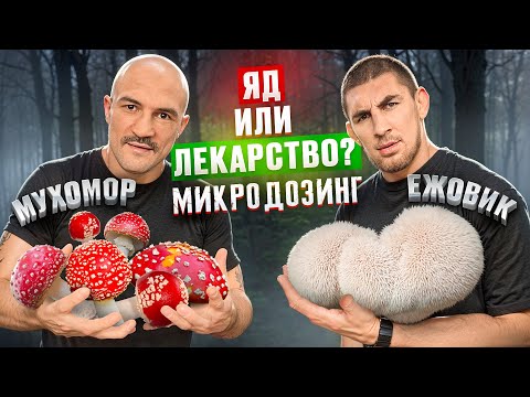 Видео: ГРИБЫ КОТОРЫЕ ШТЫРЯТ | ВСЯ ПРАВДА ПРО МИКРОДОЗИНГ! ПОМОГУТ ЛИ ГРИБЫ В СПОРТЕ? Макс Пулемет про грибы