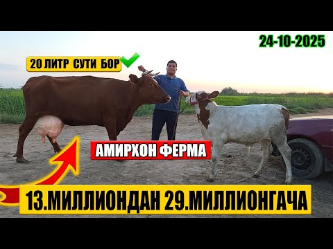 Видео: СУТДОР ОНА БОЛА ВА БУГОЗ СИГИРЛАР АРЗОН НАРХДА 24-10-2025