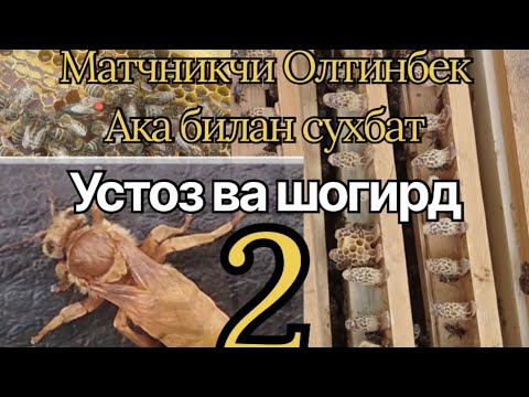 Видео: Она ари чикариш 👌