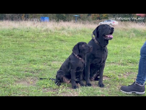 Видео: Щенок лабрадора 3,5 месяца (Флоша)|Наш лабрадор ViaLador
