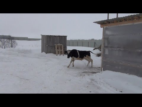 Видео: Ветврач и штраф