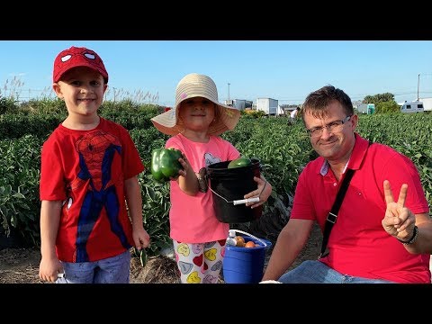 Видео: VLOG Едем на Ферму, собираем овощи и клубнику