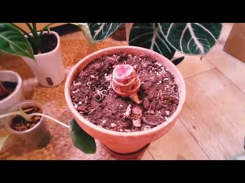 Видео: обзор алоказий на фитиле(часть2)