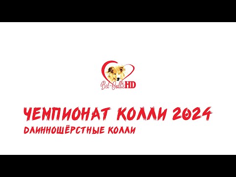 Видео: Чемпионат колли 2024. Часть 1. Длинношёрстные колли