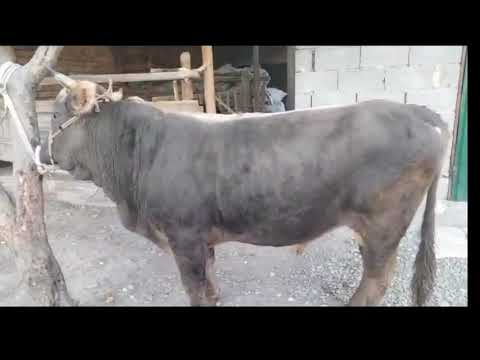 Видео: Уруктука Швиц Бука чыкты Срочно! +996-776-133-151