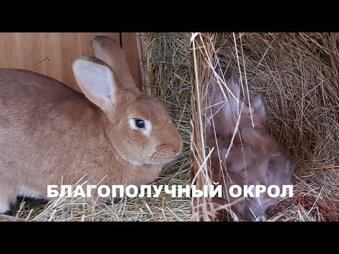 Видео: ПРИШЛО ВРЕМЯ РОЖАТЬ🐇🐇 СОДЕРЖАНИЕ КРОЛИКОВ🐰🐰 ПОДГОТОВКА КРОЛЬЧИХИ К ОКРОЛУ