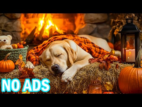 Видео: 12 часов мягкой расслабляющей музыки для собак 💤🎶Натуральное средство для сна, которое успокаивает