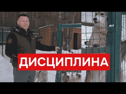 Видео: ДИСЦИПЛИНА в вольере. КАК успокоить АКТИВНУЮ собаку? Воспитание лаек