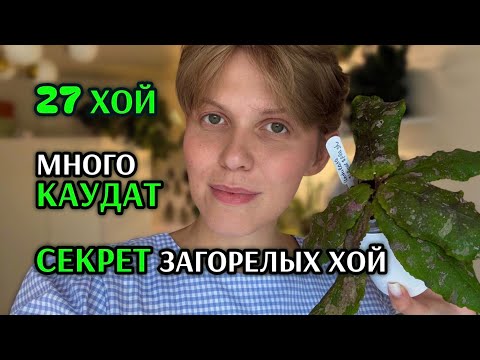 Видео: Моя КОЛЛЕКЦИЯ ХОЙ | Что делать, чтобы ХОЙЯ ЗАГОРЕЛА? | МОЙ ОПЫТ