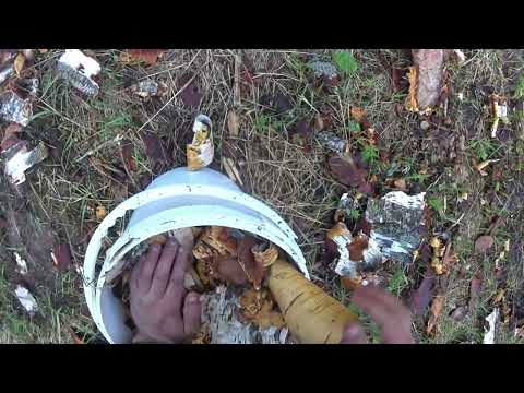 Видео: Лесной мусор в дело.