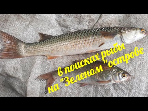 Видео: Весенняя рыбалка на "Зеленом" острраве в Ростове-на-Дону. Где искать рыбу?