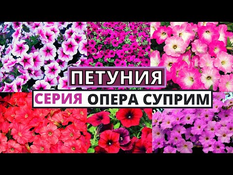 Видео: ПЕТУНИЯ ОПЕРА  СУПРИМ чем отличается от других петуний? Особенности серии каскадной петунии