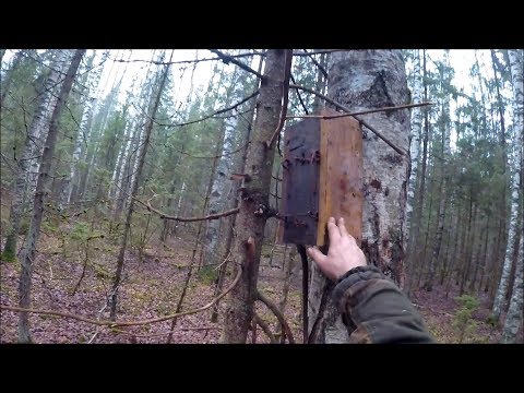 Видео: Охота на куницу с ящичными ловушками (Будни охотника и рыбака)