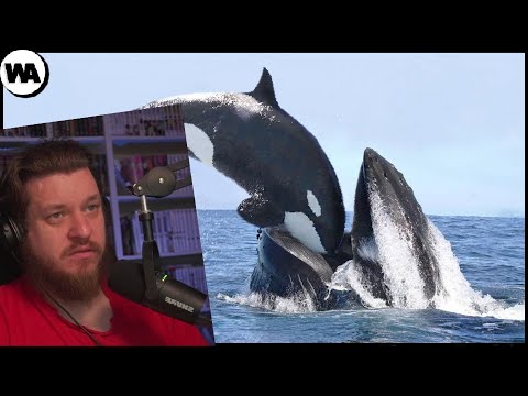 Видео: Вот Почему Все Киты Боятся Косатки | РЕАКЦИЯ НА WATOP