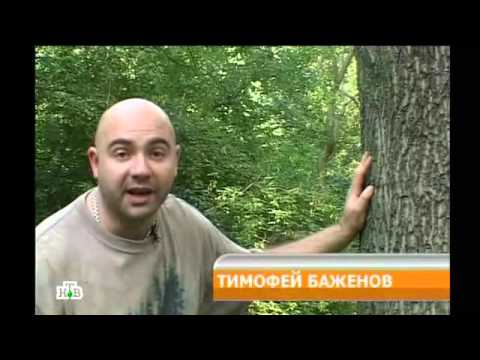 Видео: Дикий мир ,,Животные,,Фильм Тимофея Боженова