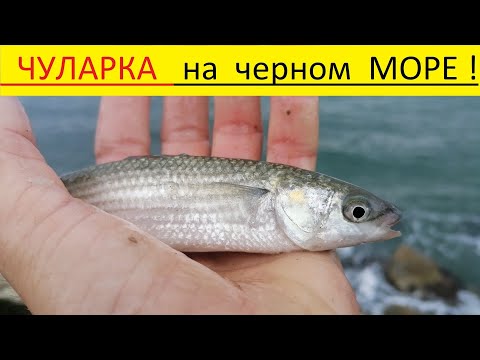 Видео: Ловля чуларки на черном море