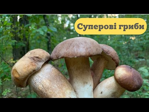 Видео: Осінні Білі Гриби вже Є!!!