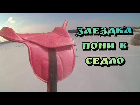 Видео: ОСЕДЛАЛИ ПЕРВЫЙ РАЗ| Заездка пони в седло. #Пони