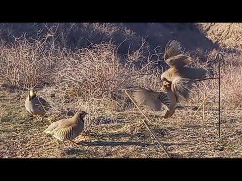 Видео: охота на кеклика 8 ноябре Спартак YouTube