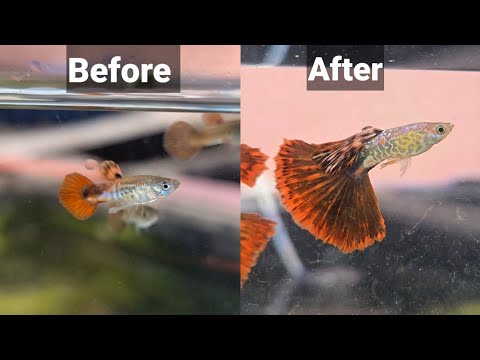 Видео: Самый простой и лучший способ ухода за гуппи!