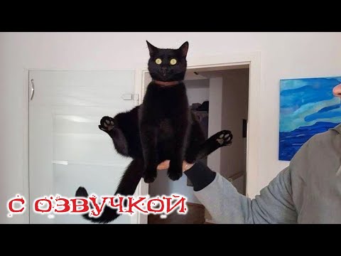 Видео: Приколы с котами! СМЕШНЫЕ КОТЫ С ОЗВУЧКОЙ! Приколы с животными 2024!