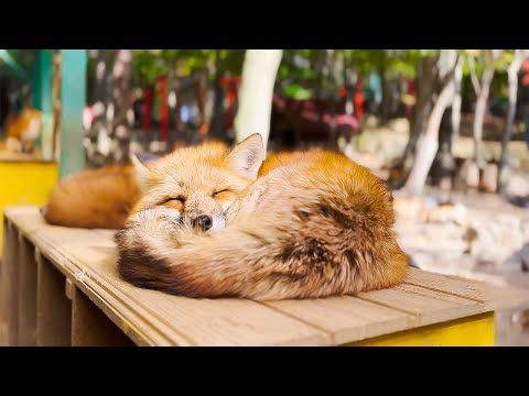 Видео: Посещение японской лисьей деревни🦊 | Деревня лис Мияги Зао | АСМР