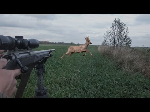 Видео: ОЧЕНЬ МНОГО ЗВЕРЯ! ОХОТА НА КОСУЛЮ