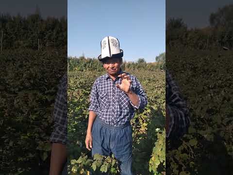 Видео: Кайрадан Акмат акенин кеңеши менен.