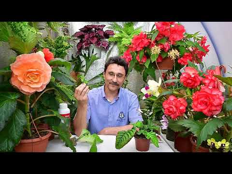 Видео: Когда стоит увеличить концентрацию удобрения