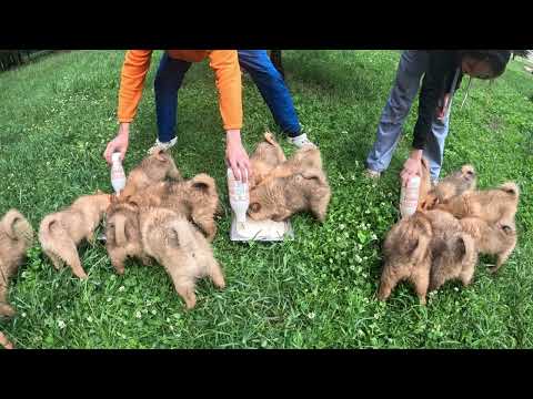 Видео: Как накормить 20 ЩЕНКОВ КАРЕЛО-ФИНСКОЙ ЛАЙКИ одновременно?  How to feed 20 PUPPIES of FINNISH SPITZ?