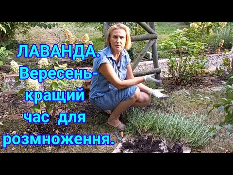 Видео: Розмноження ЛАВАНДИ.Невеличка РЕКЛАМА!#лаванда#розмноженнялаванди#размножениелаванды#делениелаванды