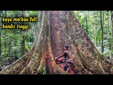 Видео: Валка и резка древесины мербау больших размеров в полном объеме!