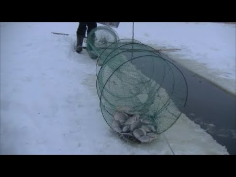 Видео: Ловля живца, ну и карасики на пирог к рождеству)))