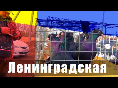 Видео: Птичий рынок. Ленинградская. [10.11.2024]